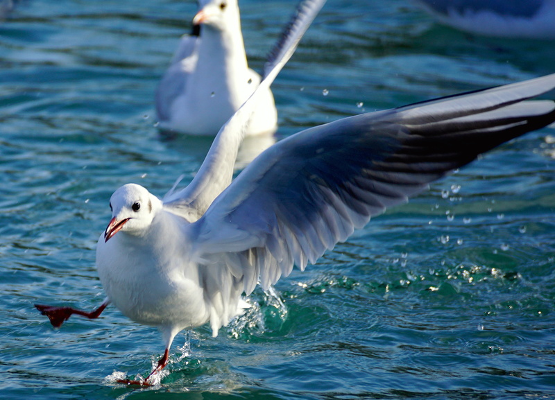 vertebrate, seagull, motion, water, two animals, one animal, land, birds, nature, day, plumage, sea, group of animals, approach, lake, no people, water bird