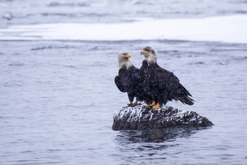 kachemak, bird, alaska, eagle, snow, bay, stone, 1080P, winter, water