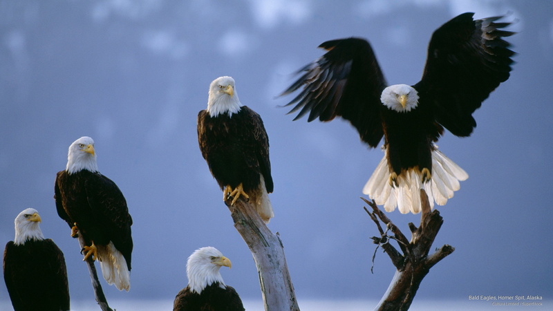 eagles, alaska, spit, homer, 2K, bald, Birds