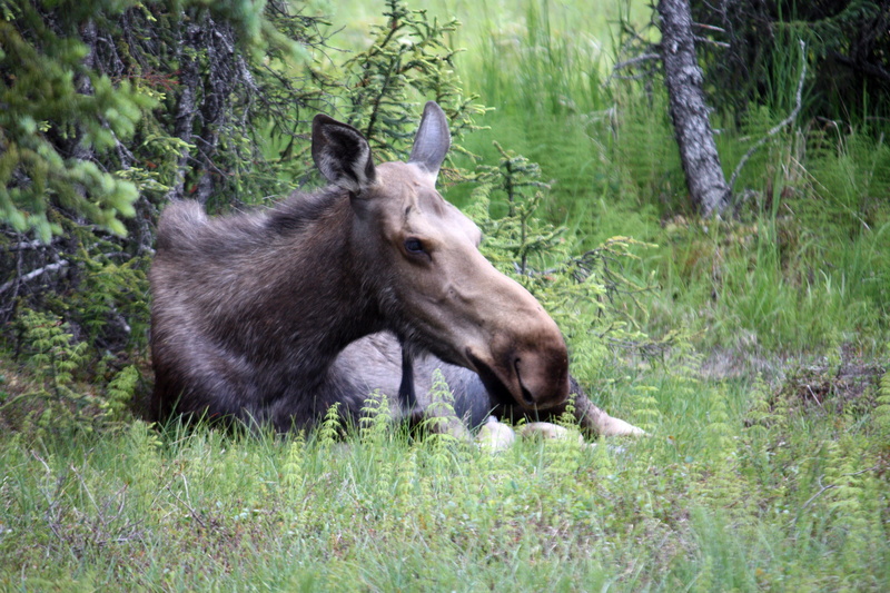 tree, grass, forest, alaska, livestock, animals in the wild, animal, outdoors, no people, land, vertebrate, day, domestic animals, herbivorous, animal themes