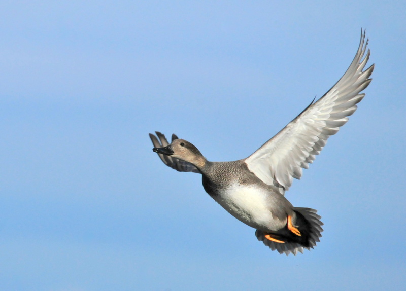drake, soaring, gadwall, beak, bird, wildlife, seagull, grey, white, daytime, national, duck, nature, outdoors, blue, flying, animal Wing, seedskadee, animal