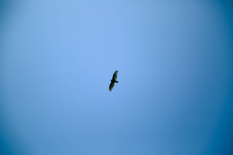 outdoors, low angle view, minimalist, copy space, bird, vertebrate, animal, simplicity, flying bird, clear sky, lonely, animal themes, distant, animal wildlife