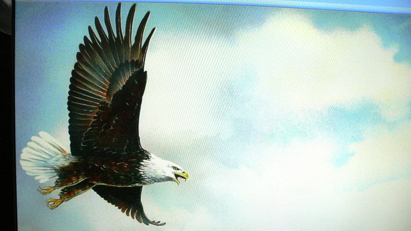 friend, nature, bald, animals, 1080P, chefne, soaring, eagle, gift, jerry