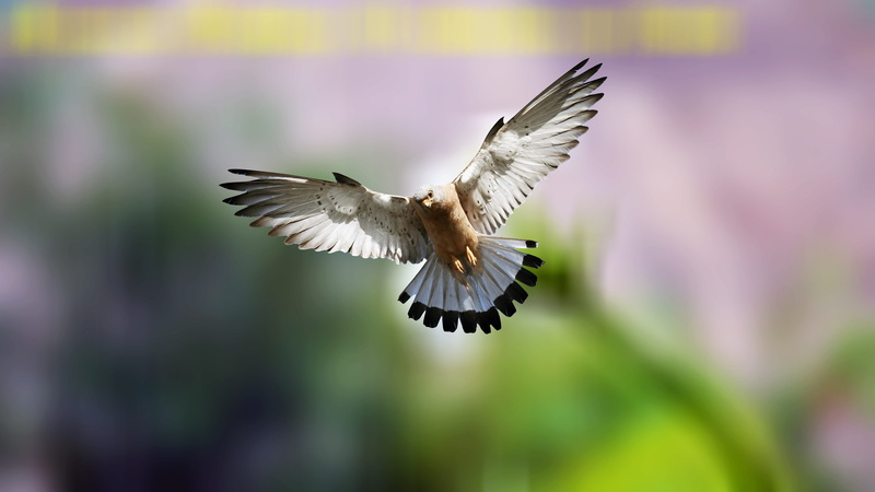 5K, close-up, animals in the wild, feather, flight, pigeon, mid-air, eagle, sky, animal body part, plumage, water, day, wildlife, dom, wing, wings, gull