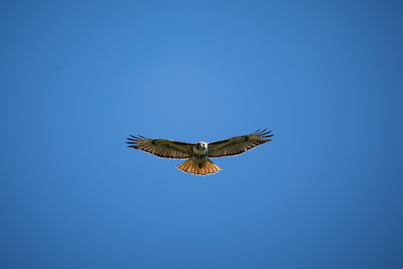 outdoors, 2K, freedom, animal wing, vertebrate, spread wings, hawk, one animal, mid-air, animal body part, buteo jamaicensis, bird, carnivore, red, animal themes