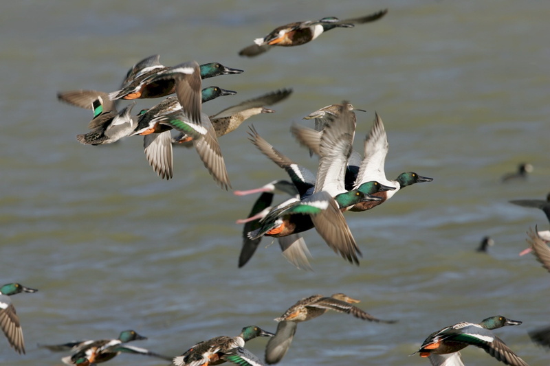 spread wings, waterfowl, day, wildlife, vertebrate, wings, aquatic, water, fowl, water bird, flock of birds, wild, seagull, large group of animals, feather