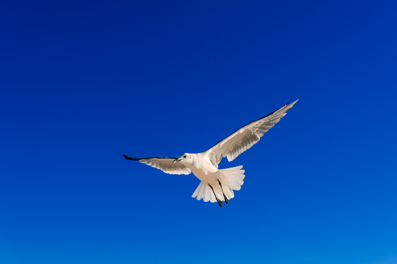 sea, blue sky, mid-air, nature, clear sky, day, beauty in nature, outdoors, spread wings, blue, animal wildlife, wind, freedom, flying, wing, vertebrate