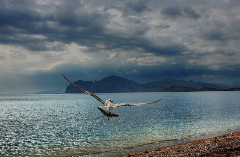 landscape, waterfront, wings, beach, island, mountains, sky, soaring, 1080P, travel, vertebrate, vacations, flight, one animal, cloud - Sky, body, tranquil Scene