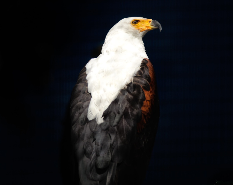 eagle, studio shot, african fish eagle, indoors, eagle - bird, 2K, bird of prey, black background, animal wildlife, copy space, hunter, looking away, one animal