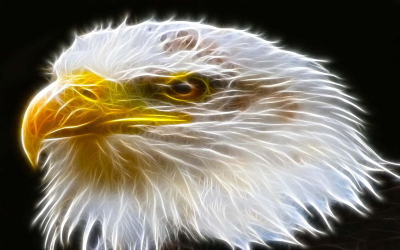 beauty, sparkle, eagle, abstract, animals, head, bird, 1080P, animal, face, win, fractalius