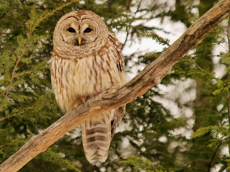 woodland, eagle Owl, animal themes, beak, wildlife, one animal, no people, perching, eagle, branch, focus on foreground, bird, feather, carnivore, nature