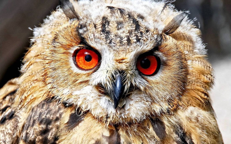 close-up, 720P, yellow eyes, staring, one animal, nature, bird, eye, beak, carnivore, looking at camera, eyes, no people, animal wildlife, portrait, looking