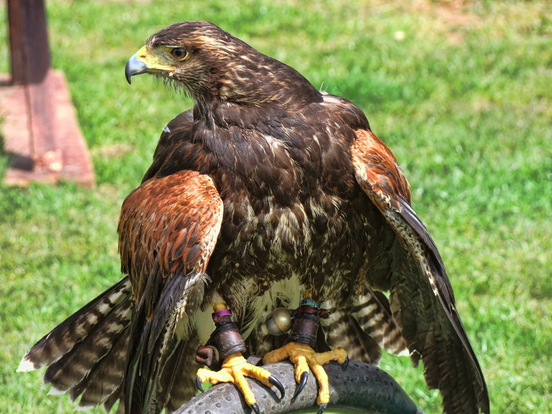 island, outdoor, wild, bird, pipe, hawk, culture, pole, stanley, brown, black, ancient, bird of prey, vancouver, animals in the wild, 4K, one animal, close-up
