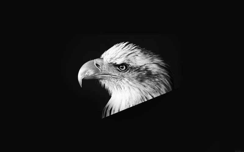 animal eye, indoors, beak, looking, one animal, eagle, bw, face, nature, animal body part, animal themes, copy space, studio shot, black background, animal wildlife