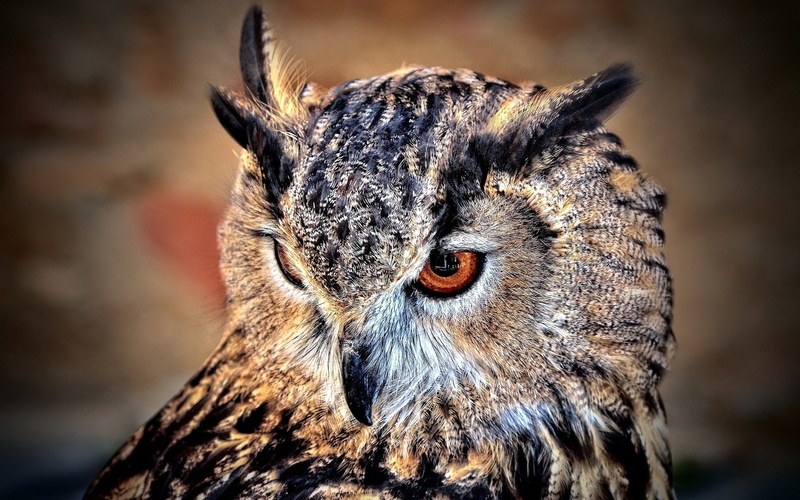 no People, day, eye, staring, animals In The Wild, feather, beak, eagle Owl, animal Head, look, close-up, looking, brown, bird, nature, human Face, black