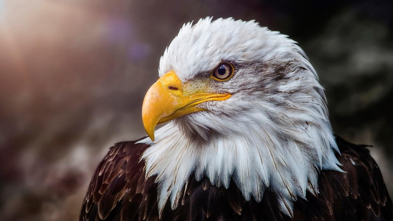 animal body part, feather, eye, eagle, haliaeetus, wildlife, one animal, animal themes, bird, animal head, no people, face, bald eagle, eagle - bird, 1080P