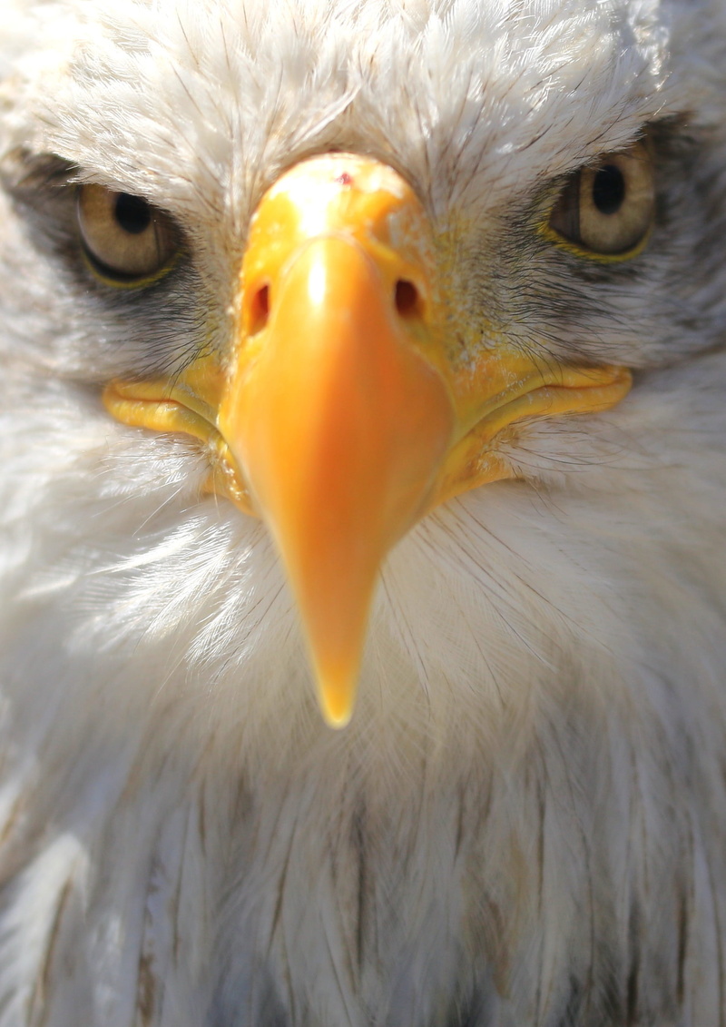 raptor, eagle - bird, one animal, bald-eagle, eagle, no people, animal world, eyes, animal wildlife, beak, adler, animal head, mouth open, close-up, bird