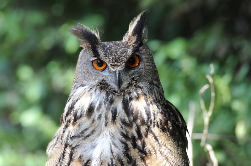 raptor, animal themes, great, 4K, gray, owl, eyes, one animal, beak, looking at camera, bird of prey, photography, nature, focus on foreground, animal world