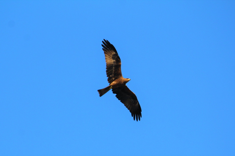 vulture, habitat, wing, iridescent, bird, animal, no people, animal themes, avian, eye, animal wildlife, majestic, birdwatching, hunter, face, ecology