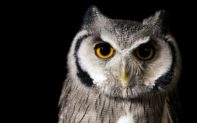 close-up, 1080P, vertebrate, human Face, portrait, feather, looking, beak, gray, background, animals In The Wild, night, nature, staring, animal themes