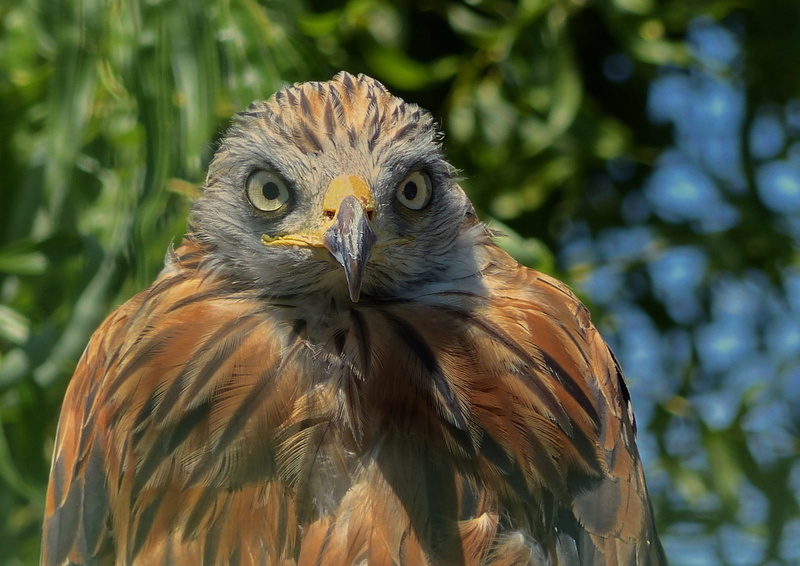 eagle, animal wildlife, yk, owl, no people, bird, animal eye, outdoors, animal themes, beak, 1080P, day, fauna, plant, animals in the wild