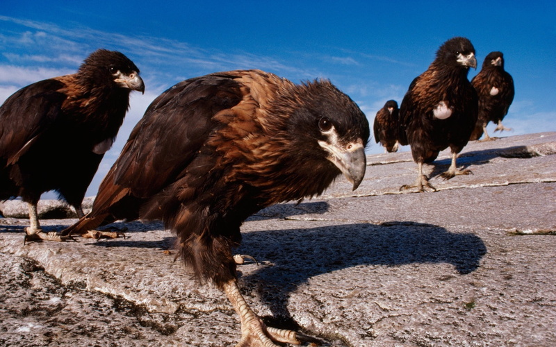 1080P, eagles, eyes, birds, animals, pov, face