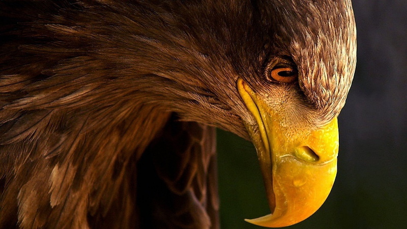 body part, eagle - bird, endangered species, nature, black background, profile view, animal eye, one animal, Eagle, animal wildlife, no people, bird of prey
