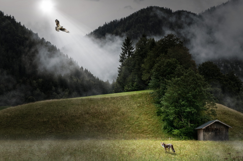 4K, landscapes, brown, fog, fuchs, plant, standing, domestic, scenics - nature, mountain, animal themes, grass, facing, animal wildlife, animal, mammal