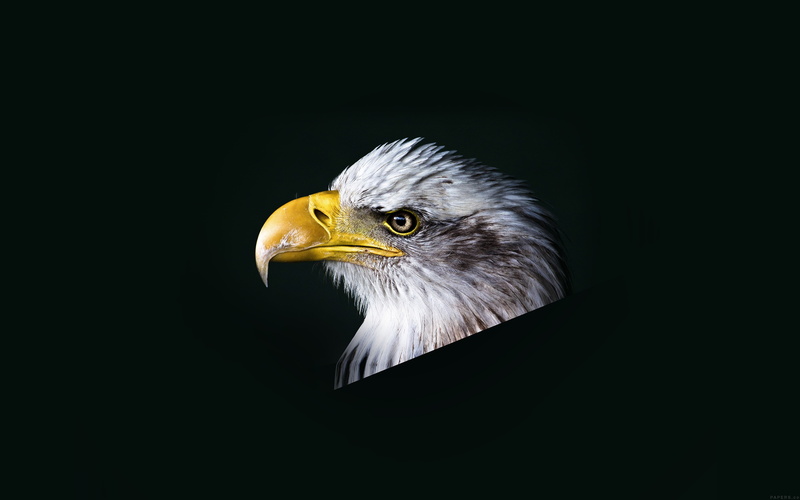 animal wildlife, dark, animal head, animal themes, 4K, studio shot, copy space, beak, close-up, bird, yellow, no people, one animal, eagle - bird, animal body part
