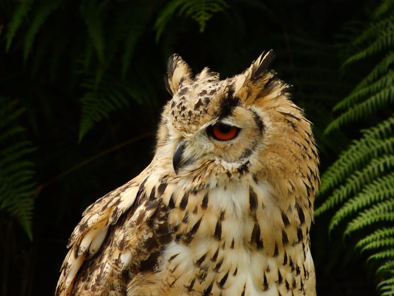 bird, face, animal wildlife, feather, focus on foreground, falconry, owl, 4K, close-up, eyes, animals in the wild, vertebrate, head, forest, tree, mouth