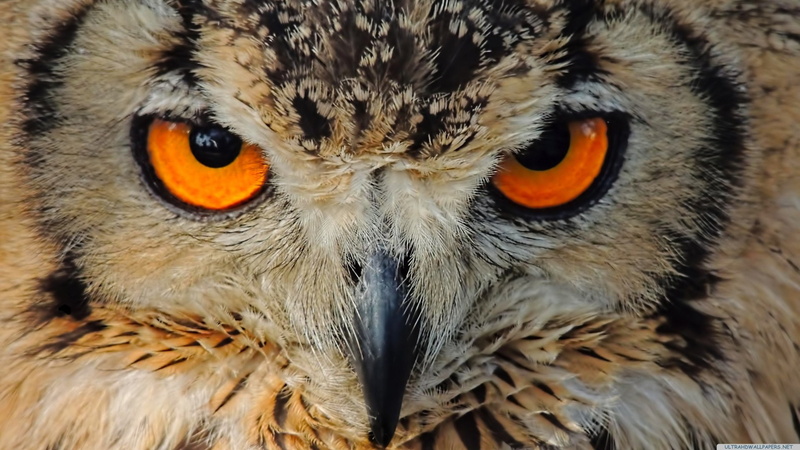 Bird, Eagle-Owl, Beak, 1080P, Eye, Close-Up, Animal, Face, Birds, Owl