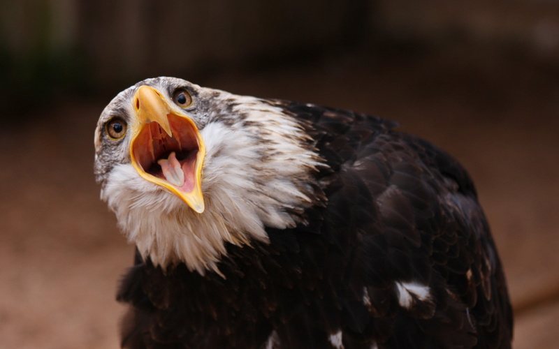 animals, wildlife, birds, pov, eagles, predator, 1080P, eyes, face