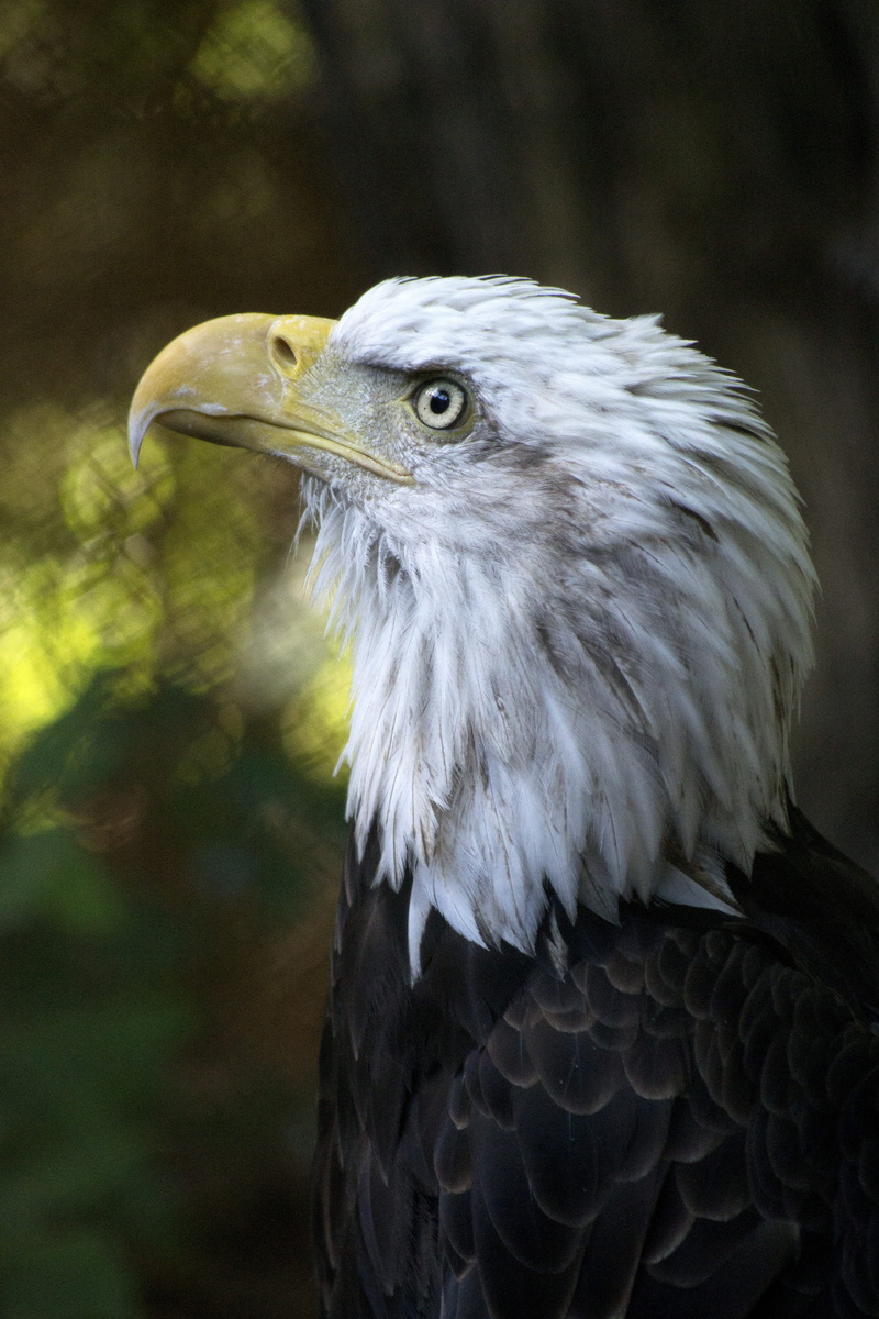 animals In The Wild, pride, looking away, animal, no people, carnivore, symbol, wild, wildlife, animal body part, predator, eagle - Bird, Eagle, animal Eye