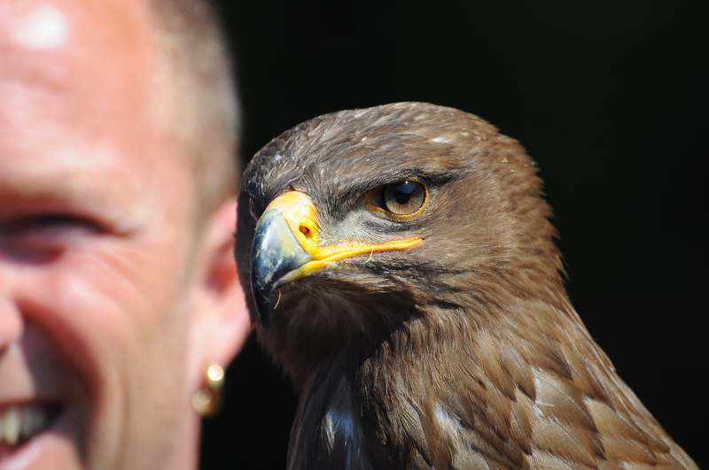 close-up, view, animals in the wild, looking away, falcon - bird, portrait, animal body part, adler, beak, body part, bird of prey, falconry, looking, one animal