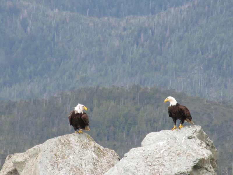 hilly, blue, 4K, nature, feathers, vertebrate, Eagles, backgrounds, solid, high, two animals, mountain, outdoors, group of animals, staring, two, wildlife