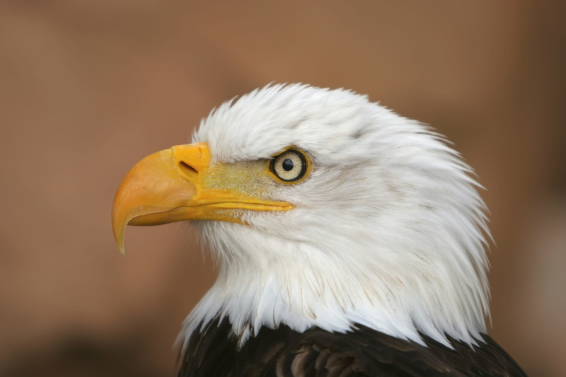 bird of prey, eye, animal world, animal body part, looking, animal head, no people, animal wildlife, animal portrait, bald-eagle, national bird, eagle - bird