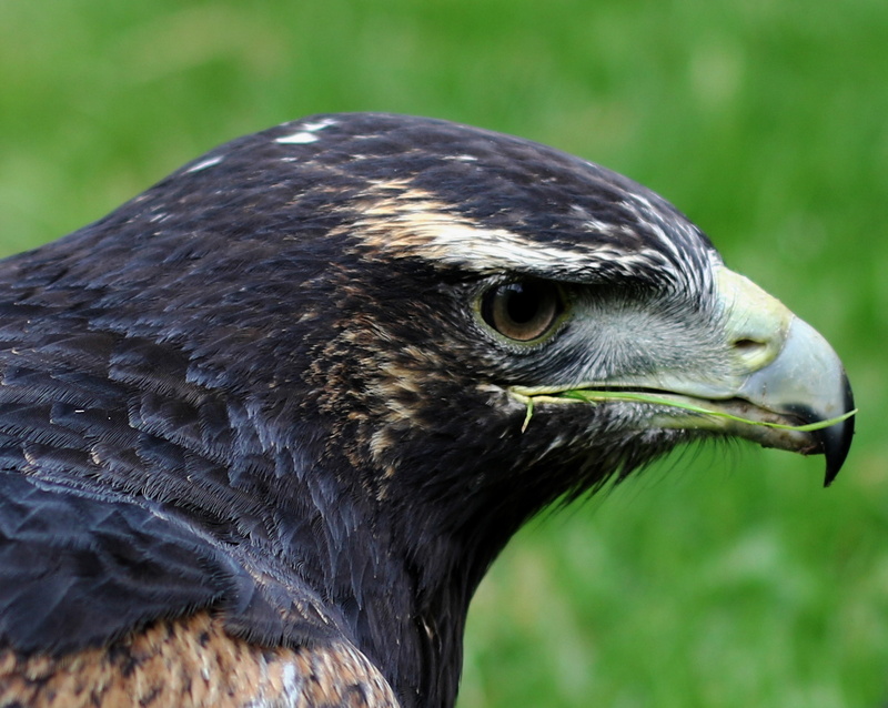 nature, falcon, eagle, bird, animal Head, grey, eagle - Bird, carnivore, wildlife, vulture, animals In The Wild, no people, portrait, looking, profile view