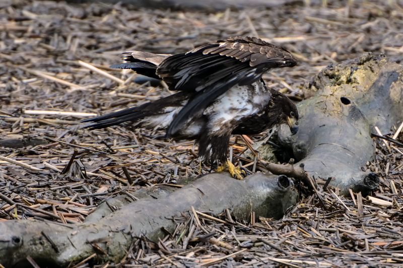 portrait, bald eagle, Bald, Nature, usa, animals in the wild, national, dom, day, animal, yellow, haliaeetus, 2K, animal themes, flight, one animal, eye