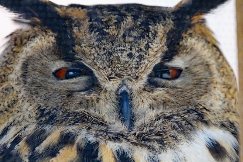 one animal, looking at camera, predator, photography, bird, close-up, animal body part, wildlife, eurasian eagle owl, eye, feather, nocturnal, animal eye