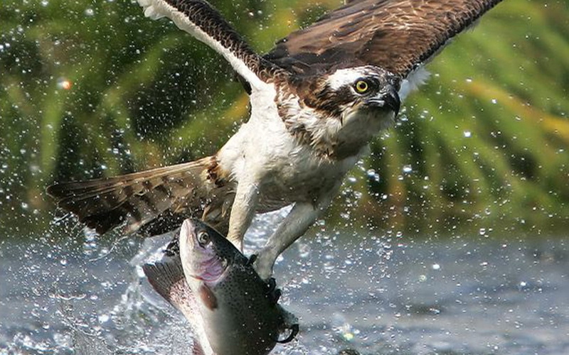 fishes, eagle, splash, animals, raptor, lakes, nature, hunt, face, feather, birds, rivers, golden, predator, fly, wings, flight, eyes, drops, water, wildlife