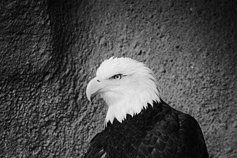avian, eagle - bird, close-up, 2K, feather, animal head, animals in the wild, focus on foreground, bird, wall - building feature, black, animal themes