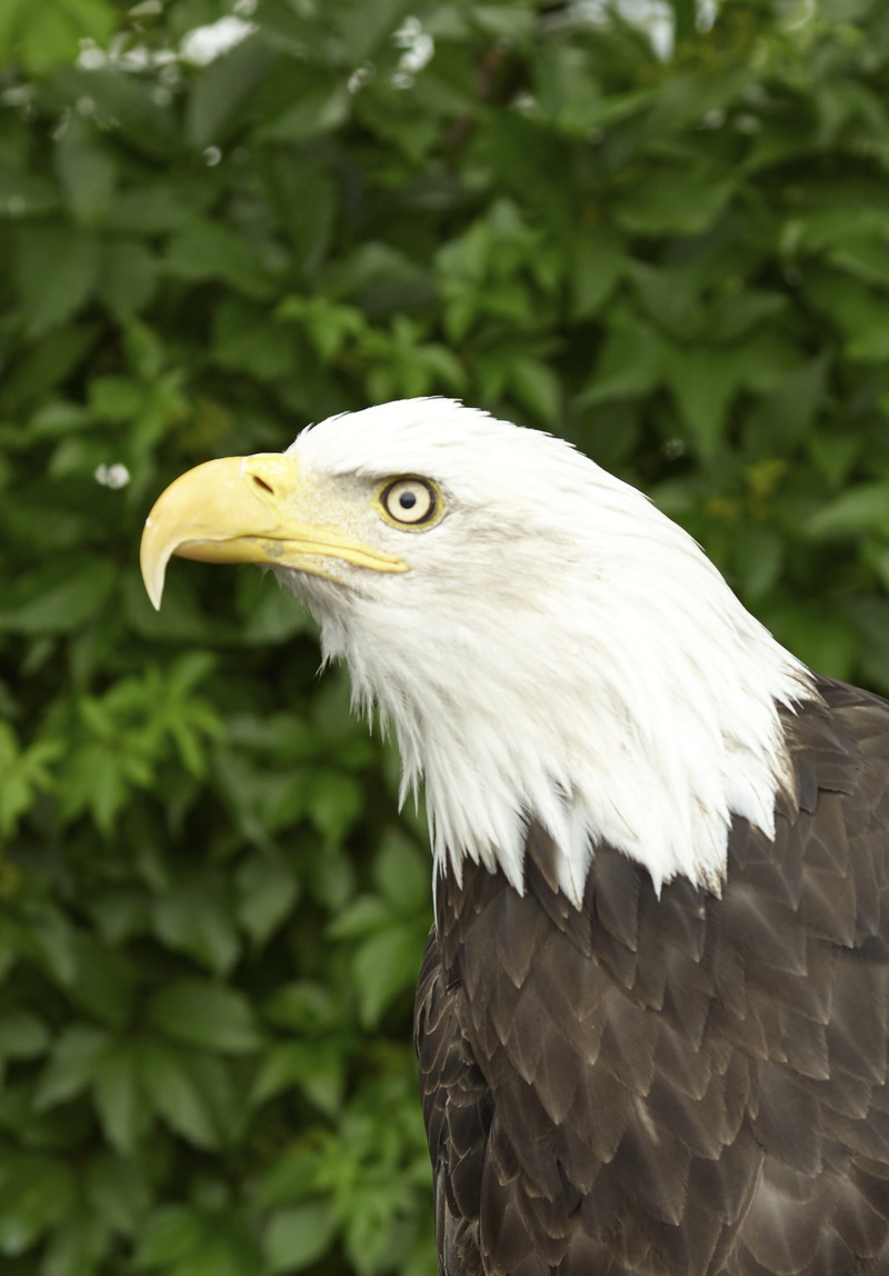 white head, eagle, eagle - Bird, animals In The Wild, side, animal portrait, bird, feather, plumage, day, bird of Prey, face, animal wildlife, national bird