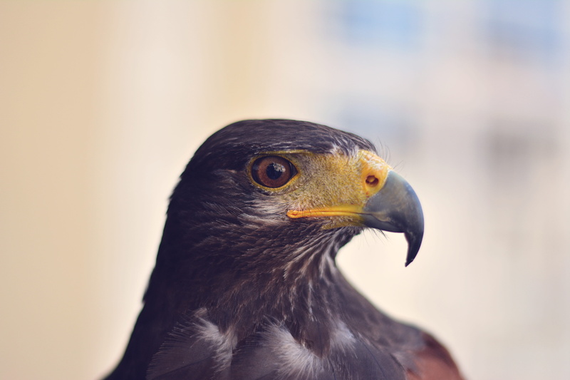 day, face, one animal, 5K, portrait, shift, photography, looking away, animal eye, power, bird of prey, predator, tilt, falcon - bird, eagle, dangerous
