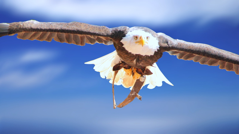 brown, animals In The Wild, heraldic animal, blue, outdoors, animal portrait, canada, griffin, raptor, feather, portrait, animal body part, carnivore, white head