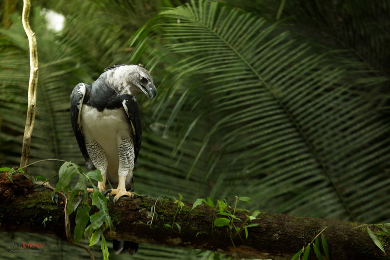 eagle, animal, no people, mammal, one animal, leaf, leaves, monkey, animals in the wild, outdoors, animal wildlife, vertebrate, day, green color, rainforest