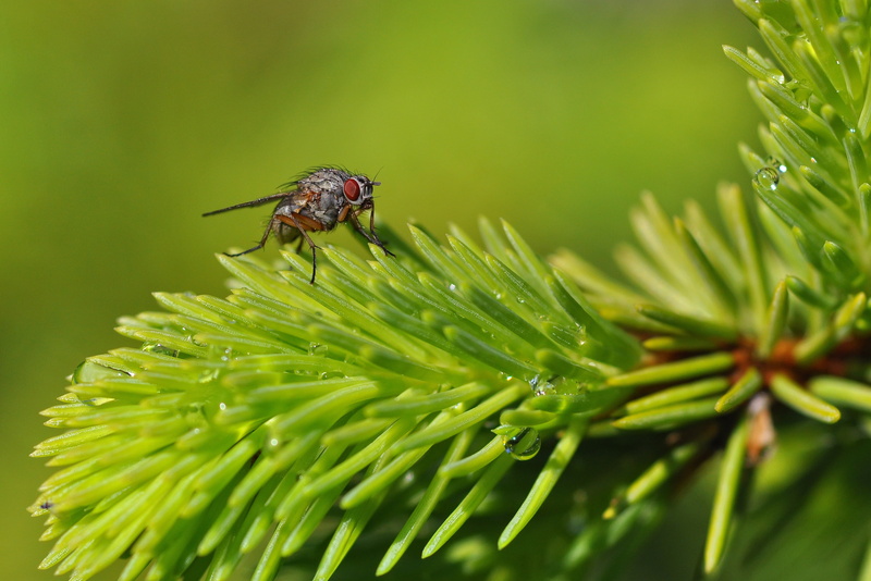 105mm, insect, green Color, macro, plant, leaf, close-up, green leaf, Red eye, nature, Fly, closeup, green, nikon  d90, 2K