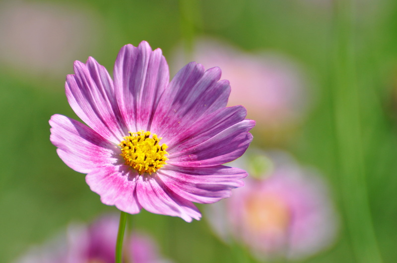 macro, 风景, tokyo, close-up, 東京, Nikon  D90, explore, 自然, daisy, Showa Memorial Park, はな  ハナ, 东京, blossom  park, pink, plant, bokeh, 2K, 花, Japan, 風景, selective focus