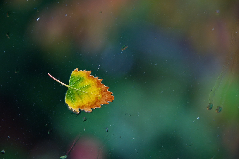 rain, plant, Nikon D90, beauty In Nature, drop, wet, change, abstract, fragility, summer, weather, environment, day, autumn leaf, 4K, forest, green, one animal