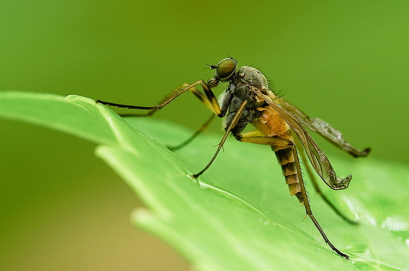 CLUB, animal Wing, galicia, Nature, flyer, black and brown, closeup, Macro, Φύση, dragonfly, 自然, animal Eye, close-up, kryp, galiza, wildlife, brandao