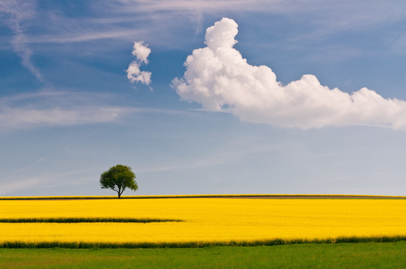 Raps, farm, Feld, Natur, white clouds, Nikon  D90, tree, Nikon D90, Frühling, rapeseed, Tamron, field, Baum, canola, rural Scene, yellow, sky, spring, agriculture